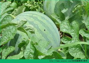 早上吃瓜中午吃瓜,从早到午的甜蜜时光