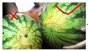 阜阳技师吃瓜,一场网络热议背后的真相与反思