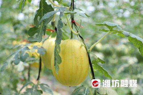 吃瓜昌乐,揭秘昌乐县美食文化盛宴