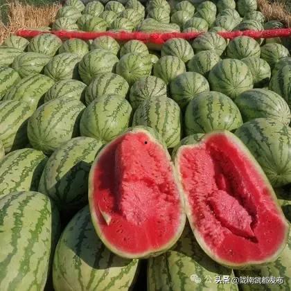 吃瓜昌乐,揭秘昌乐县美食文化盛宴