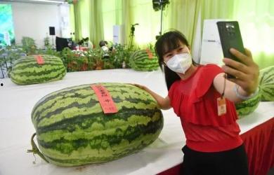 新疆人的吃瓜,品味丝路风情中的甜蜜诱惑