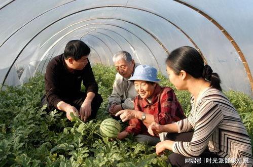 新疆人的吃瓜,品味丝路风情中的甜蜜诱惑