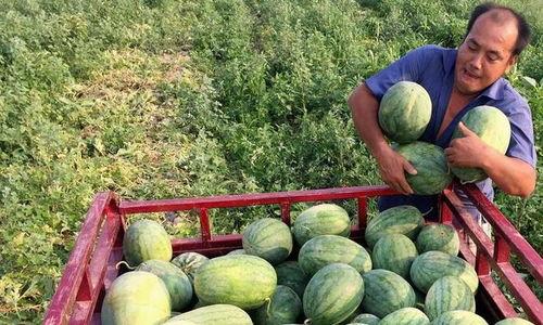 全国吃瓜的区别,地域特色与风俗习惯一览