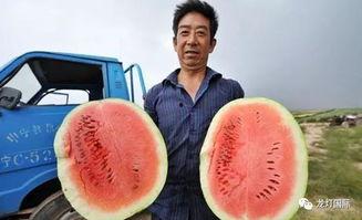 吃喜瓜不能吃,揭秘为何吃喜瓜不能吃