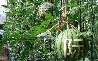 销售打电话吃瓜,揭秘行业幕后趣闻