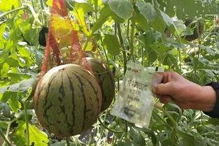 销售打电话吃瓜,揭秘行业幕后趣闻