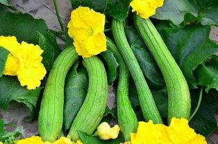 田宝瓜怎么吃,解锁美味新体验