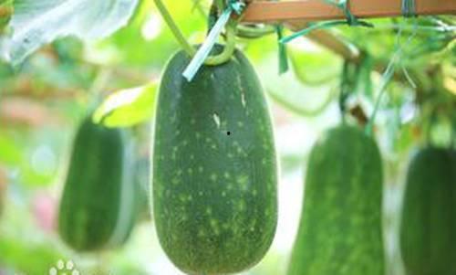 病瓜可以吃吗,揭秘病瓜的安全性