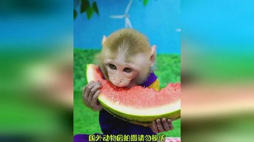 猴子吃瓜 文字,一场猴子的夏日盛宴