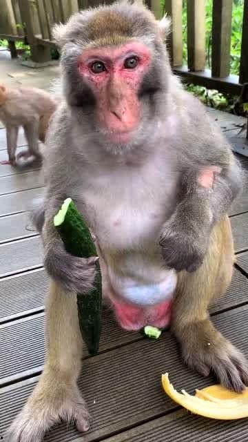 猴子吃瓜 文字,一场猴子的夏日盛宴