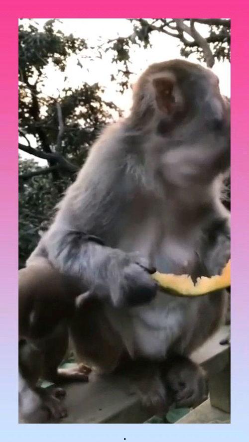 猴子吃瓜 文字,一场猴子的夏日盛宴