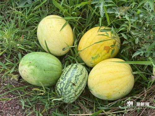 太空吃瓜,揭秘宇航员太空饮食新体验