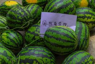 这就是幸福吃瓜,揭秘吃瓜背后的快乐密码