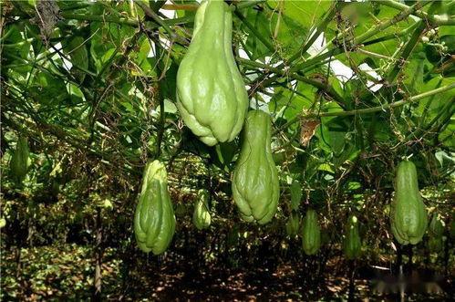 苏农吃瓜,揭秘农村生活新风尚