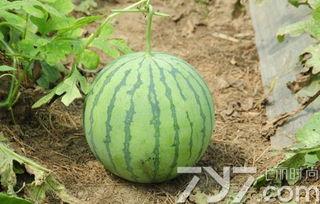 瓜熟了可以吃吗,美味尽享——揭秘成熟瓜果的食用之道