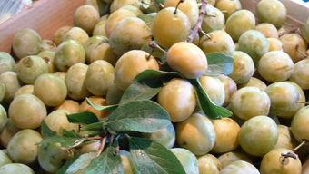 文安吃瓜梅子,夏日消暑佳品，吃瓜梅子的独特魅力