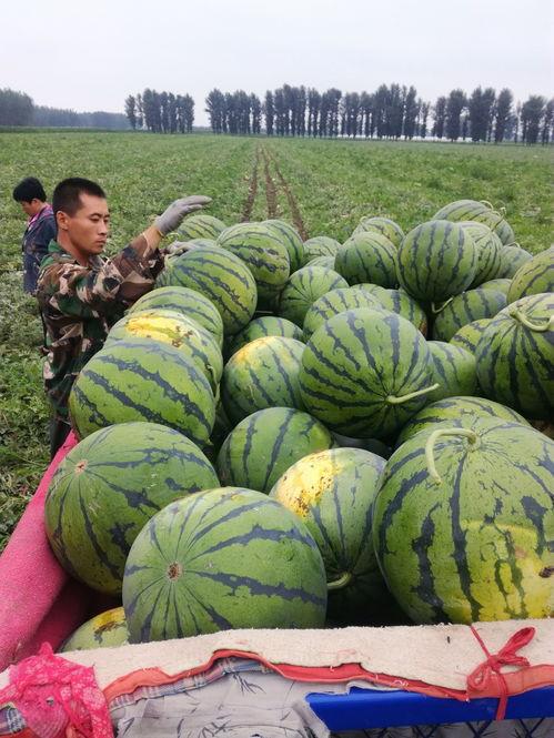 全季泗水吃瓜,一场别开生面的吃瓜盛宴