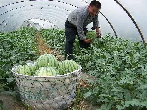 安徽人吃沙瓜还是脆瓜,沙瓜与脆瓜的甜蜜对决