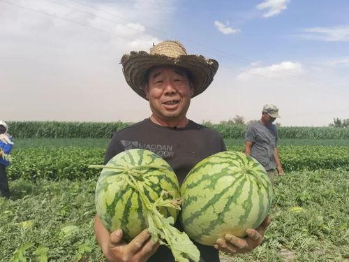 金川吃瓜视频,揭秘网红美食背后的故事