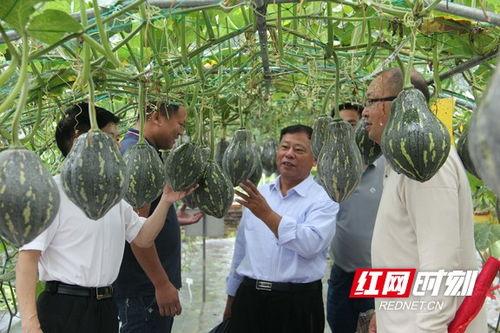 吃瓜群众瓜哥蔬菜