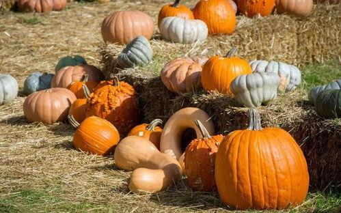 南通第一深情吃瓜,一场关于美食与情感的独特体验