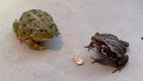 蜜蜂吃瓜图片,甜蜜瞬间捕捉自然和谐