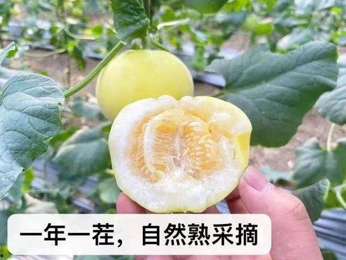 蜜蜂吃瓜图片,甜蜜瞬间捕捉自然和谐