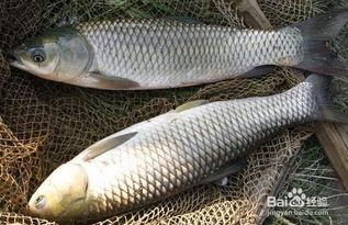 草鱼吃茭瓜吗怎么吃,探索美味烹饪新法