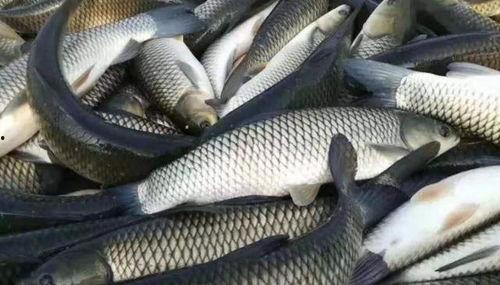 草鱼吃茭瓜吗怎么吃,探索美味烹饪新法