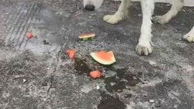 狗吃瓜舔地,揭秘狗狗的饮食习惯与清洁行为