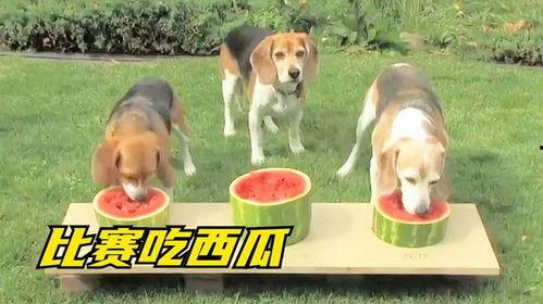 狗吃瓜舔地,揭秘狗狗的饮食习惯与清洁行为