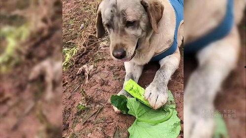 狗吃瓜舔地,揭秘狗狗的饮食习惯与清洁行为