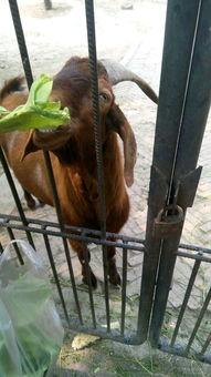 羊马吃瓜,田园生活画卷展