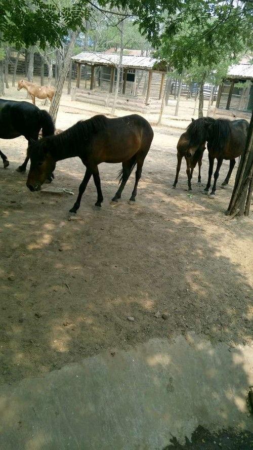 羊马吃瓜,田园生活画卷展