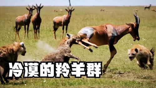 羊马吃瓜,田园生活画卷展