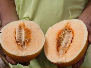 高蜜瓜怎么吃,解锁夏日清新美味