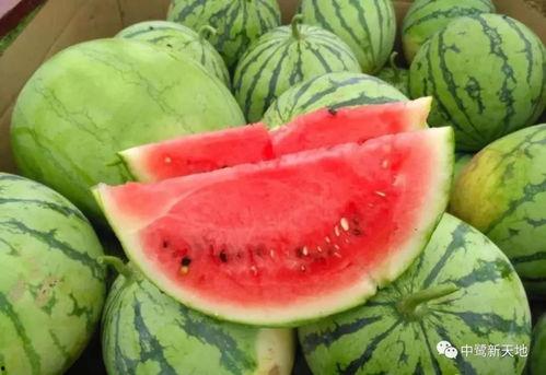 小学生快速吃瓜,小学生三分钟速吃瓜大挑战