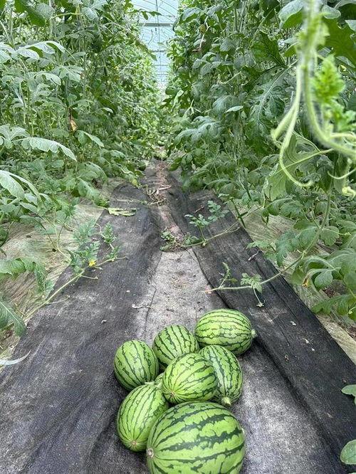 荆楚吃瓜,吃瓜群众的热闹盛宴