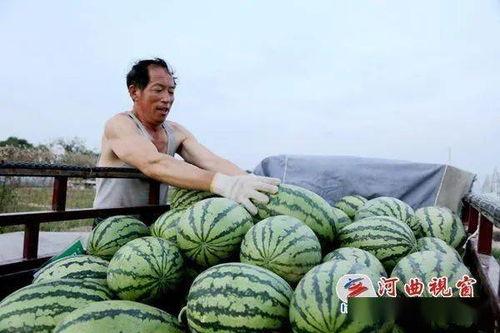 河曲吃瓜,探寻民间美食的独特魅力