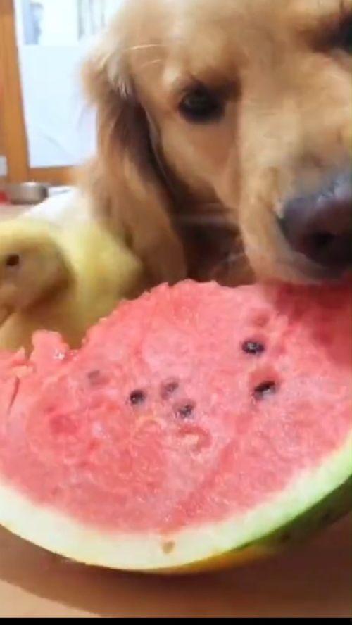 认真吃瓜幽默图片,一张幽默吃瓜图，带你领略生活百态