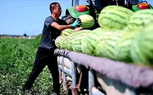 宁夏农民吃瓜事件视频,一场引发热议的乡村生活瞬间