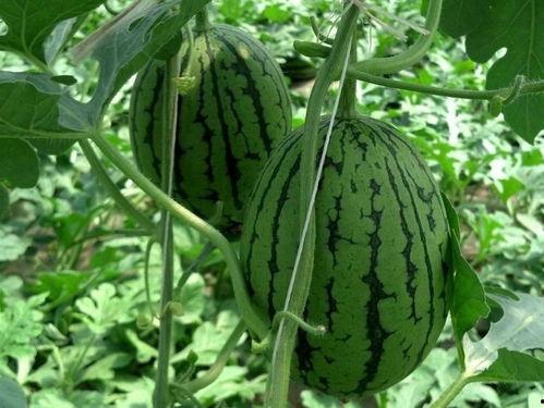 带你吃瓜来重庆,探寻重庆的独特美食之旅