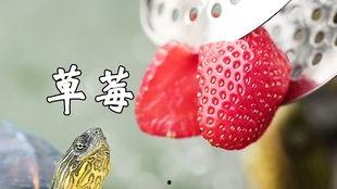 带你吃瓜奇葩乌龟,乌龟的另类美食之旅