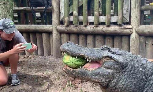 鳄鱼吃瓜图片搞笑