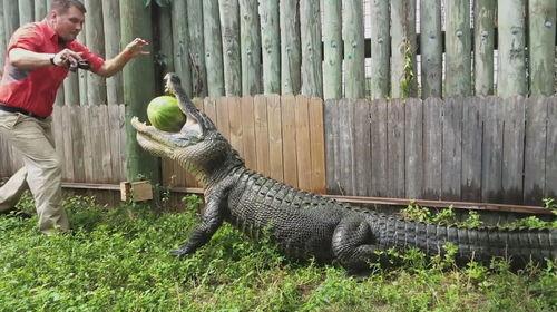 鳄鱼吃瓜图片搞笑