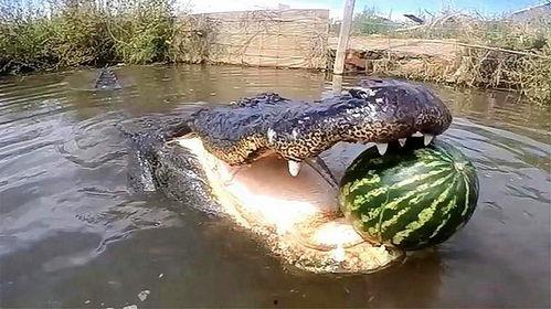 鳄鱼吃瓜图片搞笑