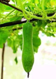 吃瓜家庭,揭秘娱乐圈背后的真实生活