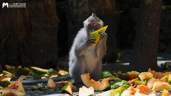 吃瓜鹅组,网络舆论场中的“吃瓜群众”新势力