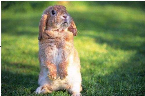 娜娜兔子吃瓜,揭秘娱乐圈背后的秘密