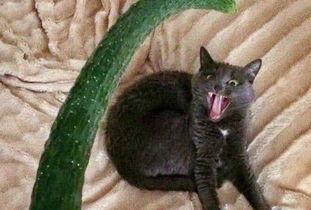 吃大瓜猫咪,趣味横生的萌宠瞬间